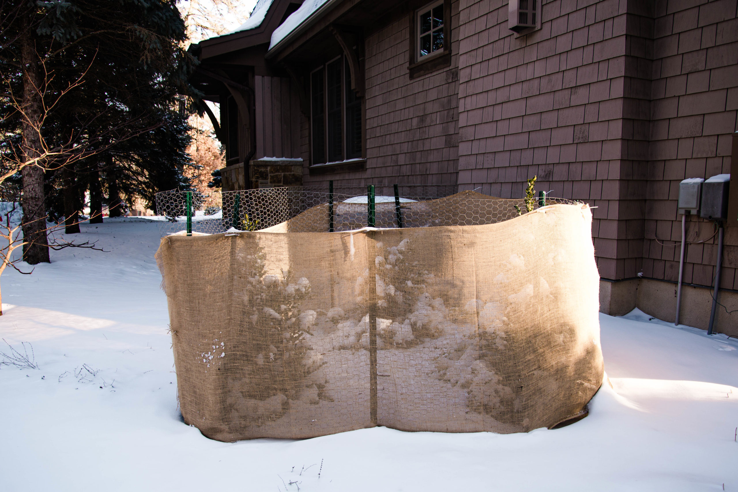 Winter Protection for Zone 4b – Home Sown Gardens LLC